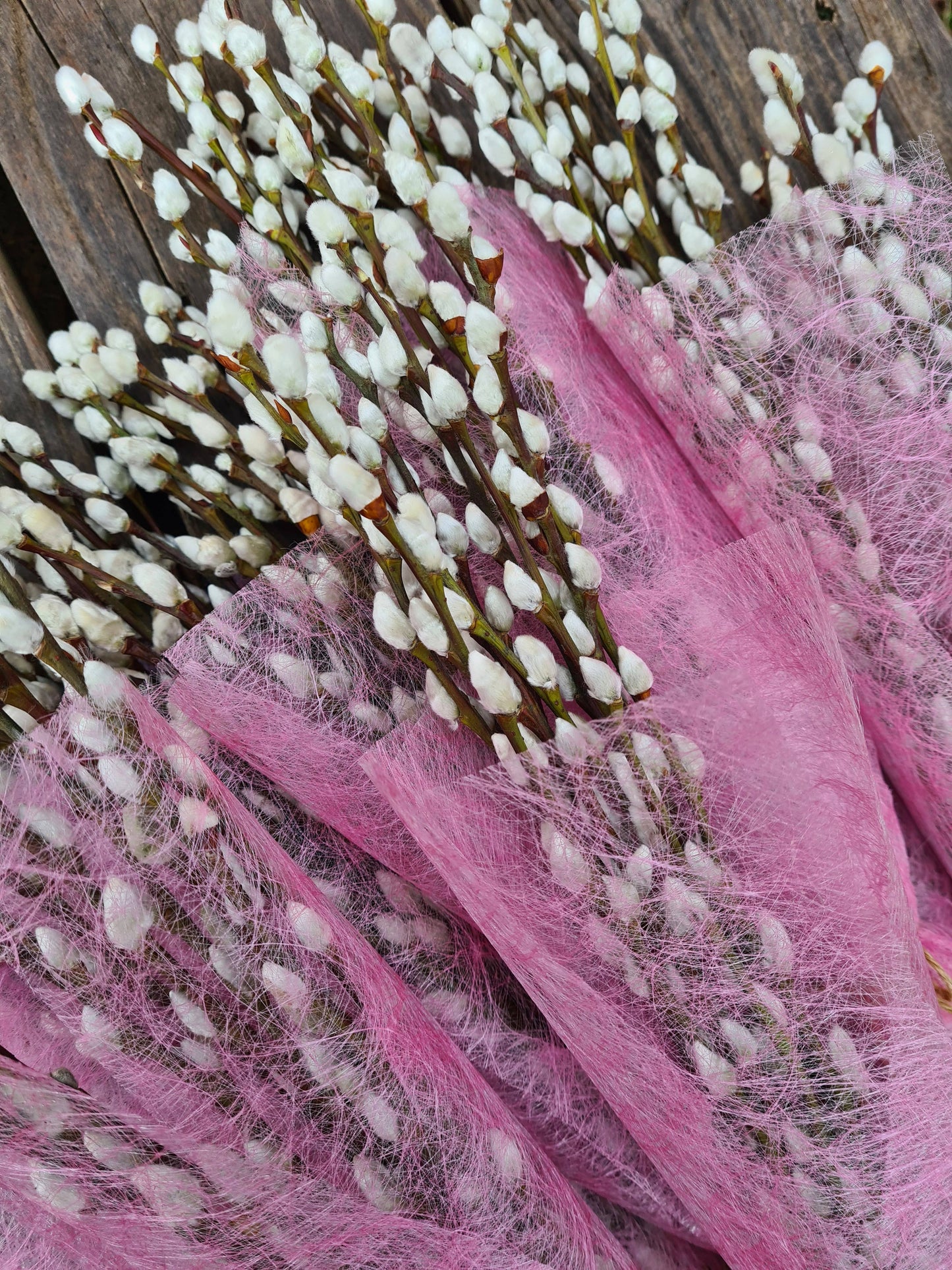 Pussy Willow Bunch, Catkins, Salix Branches