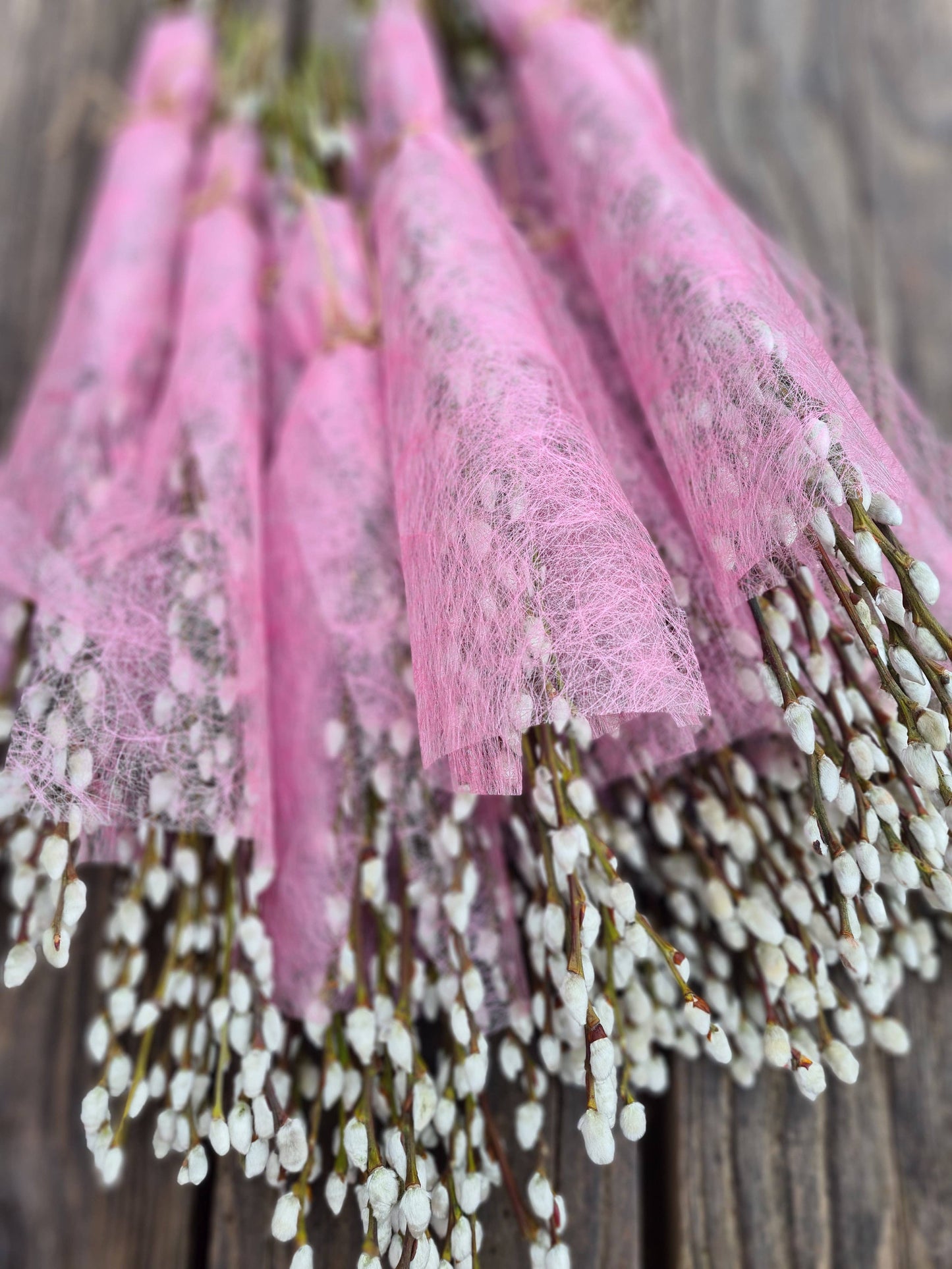 Pussy Willow Bunch, Catkins, Salix Branches