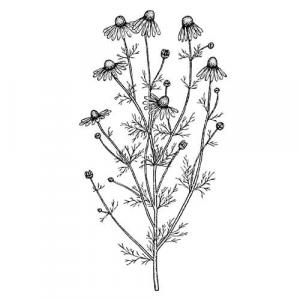 Chamomile (Roman) Essential Oil: Anthemis nobilis 5ml