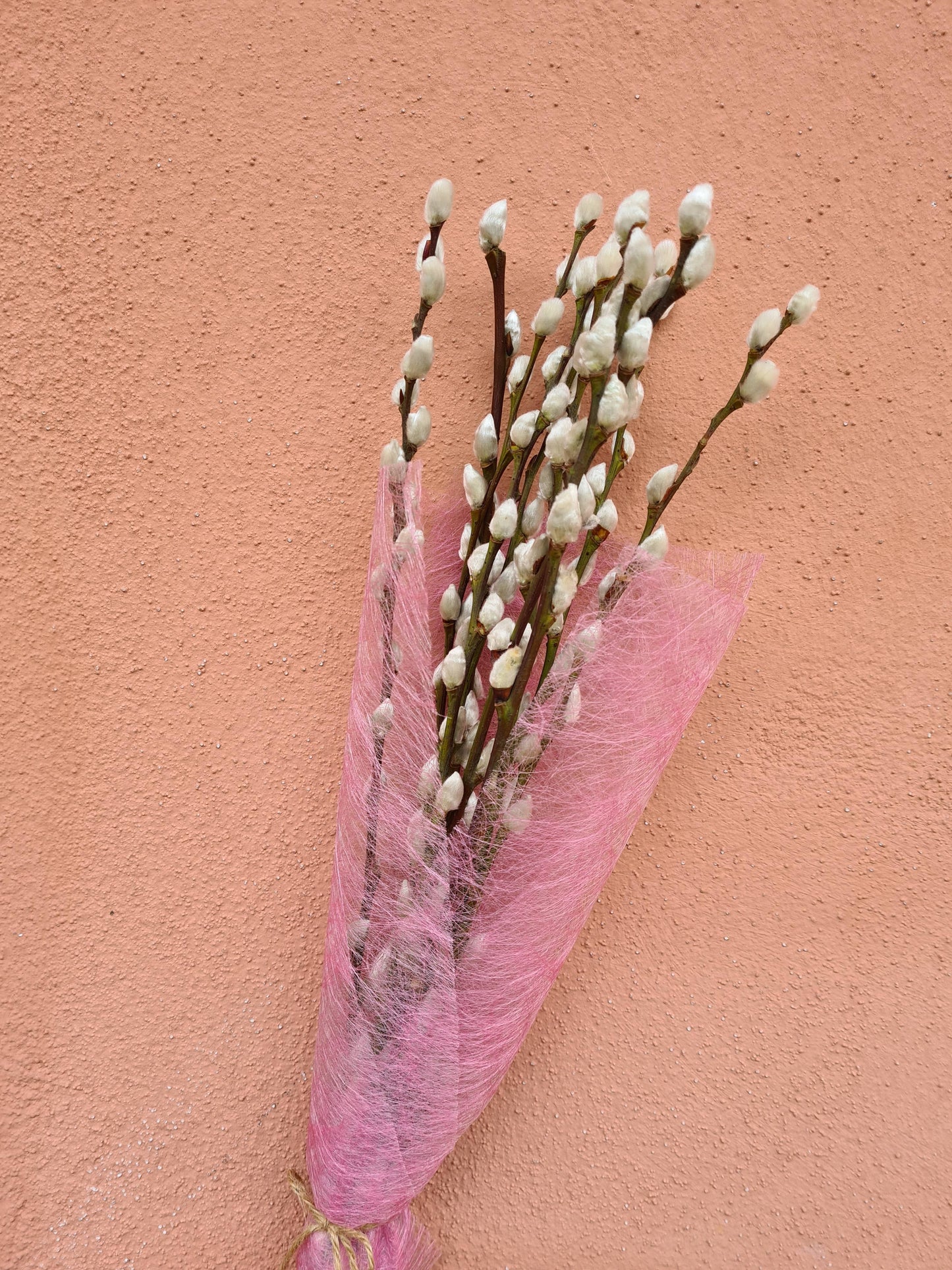 Pussy Willow Bunch, Catkins, Salix Branches