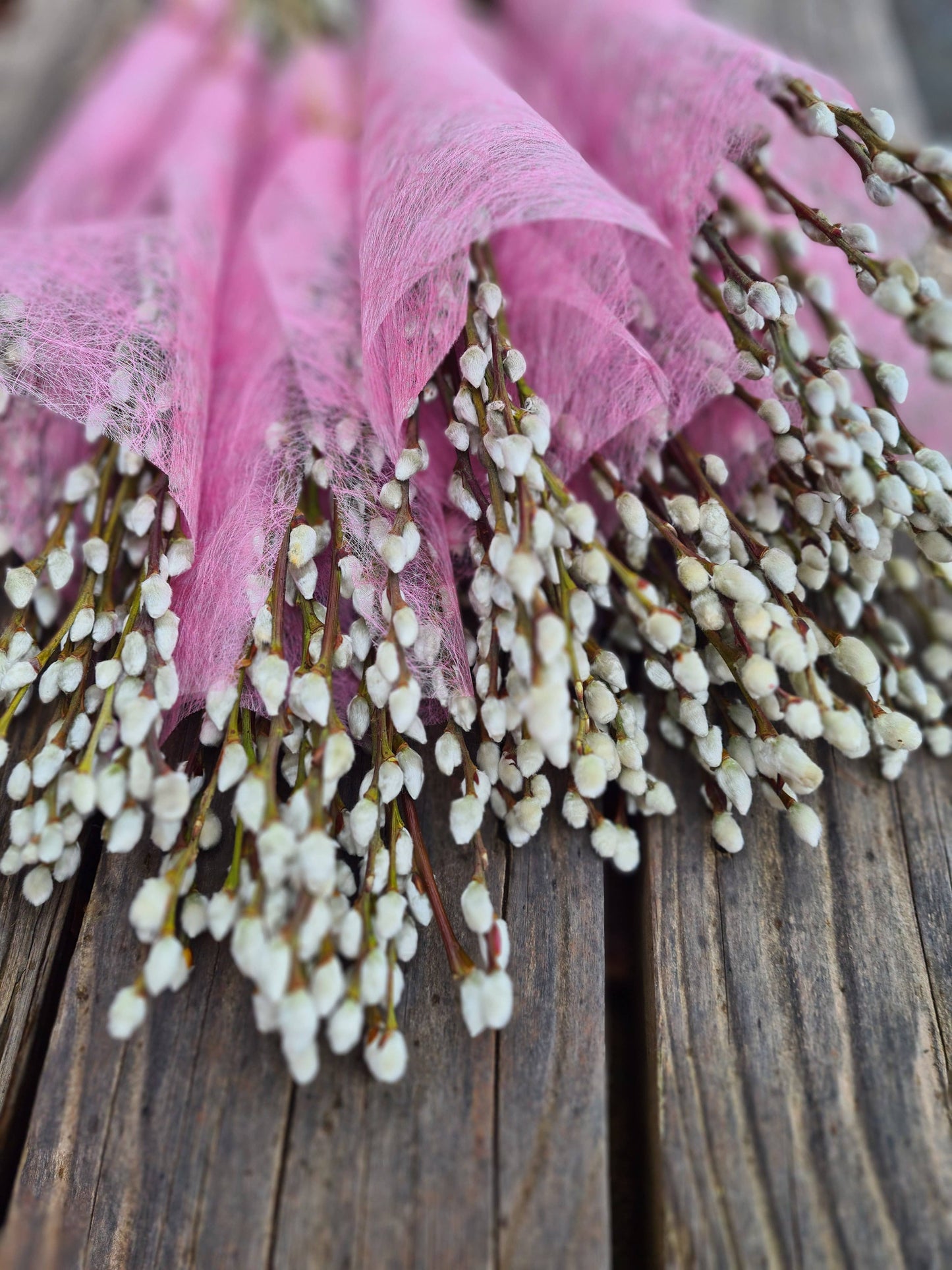 Pussy Willow Bunch, Catkins, Salix Branches